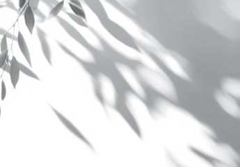 Isolated soft shadows overlay of leaves through a window on a wall. Transparent background. Black shadow brush. Generative ai
