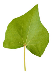 Fototapeta premium Buckwheat leaf