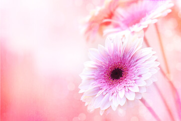 Horizontal photography of a pink and white bouquet of flowers in a soft blurred background.