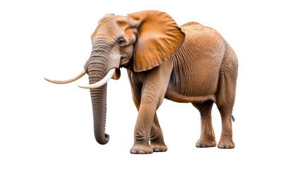 Obraz premium Majestic African Elephant Displaying Its Enormous Ears in Natural Pose