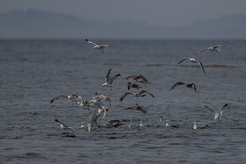 Group of Seagulls in the Puget Sound, WA