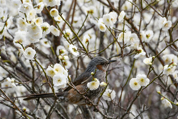 梅の花とヒヨドリ
