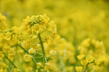 菜の花