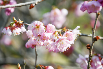 椿寒桜