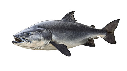 Obraz premium Realistic Close-Up of a Fresh Silver Salmon Fish Isolated on a White Background