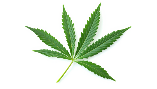 Cannabis or hemp or marijuana green fresh leaf isolated transparent background
