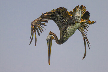 brown pelican (Pelecanus occidentalis) at the Olympic National Park, WA