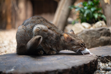Fototapeta premium A captive Ceylon cat eats a white mouse. 