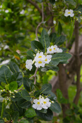Clusters of white, trumpet-shaped flowers with yellow throats, blooming on tree