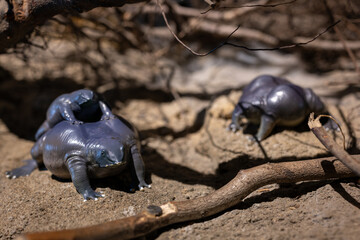 Plastic figurine of a nosed exotic frog.
