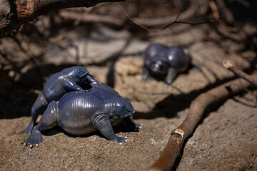 Plastic figurine of a nosed exotic frog.
