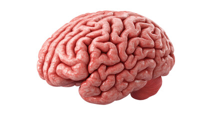 Detailed Anatomy Model of a Human Brain Depicting Complex Structure and Intricate Details