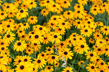 Yellow coneflower flower. Natural flower plant. Flora nature. Yellow flower background. Floral coneflower yellow background. Coneflower flower. Flowering coneflower in garden. Outdoor flowering plant