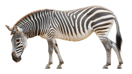 Fototapeta premium Detailed Close-Up of a Striped Zebra in a Natural Pose Against a White Background