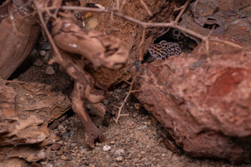 A night gecko peeks out from between the stones.
