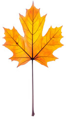 Fototapeta premium Illustration of an Isolated Maple Leaf with Autumn Colors on Transparent
