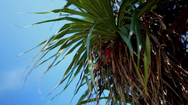 Close-Up Of Pandanus Tree With Spiky Leaves And Ripe Fruit