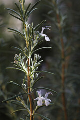 beautiful rosemary flowers in the garden