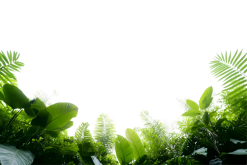 Isolated Background of Green Leaves and Tropical Foliage in Transparent