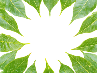 Isolated Green Leaves Frame for Background with Empty Space and Pattern