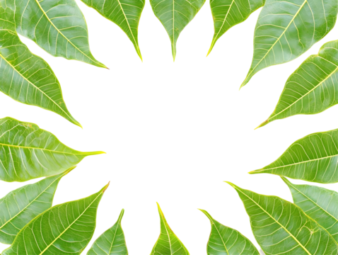 Isolated Green Leaves Frame for Background with Empty Space and Pattern