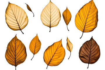 Fototapeta premium Isolated Transparent Autumn Leaves Background in Yellow and Brown