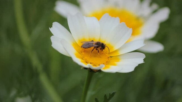 natureza