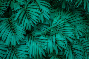 Lush green foliage creates a serene backdrop in a tranquil tropical oasis during early morning hours 