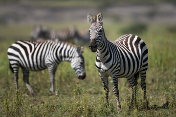 Zebras in a field in Ndutu, Tanzania