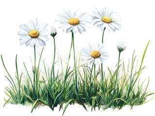 Isolated Illustration of White Daisies with Green Grass on Transparent Background