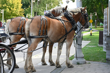 horse and carriage in the city