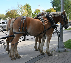 horse and carriage in the city