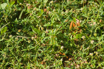Wild flowers pollinated by bee