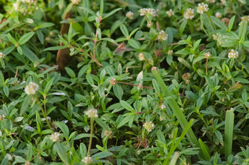 Wild flowers pollinated by bee