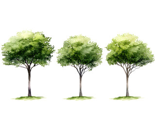 Isolated Illustration Of Green Trees On Transparent Background Art Product