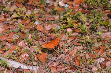 Gulf Fritillary Butterfly resting on foilage