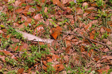 Gulf Fritillary Butterfly resting on foilage