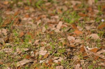 dragonfly resting on wild grass