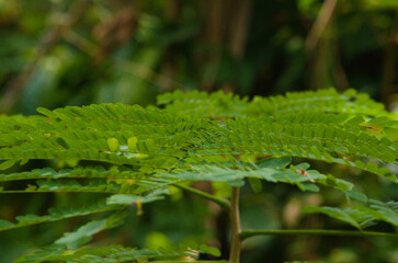 Fern 