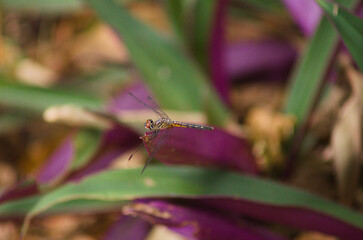 dragonfly on a leaf