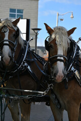 Obraz premium horse and carriage in the city
