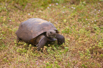 turtle on the grass