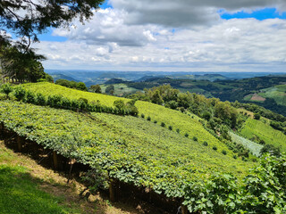 Wine grape plantation amid remnants of the Atlantic Forest in southern Brazil