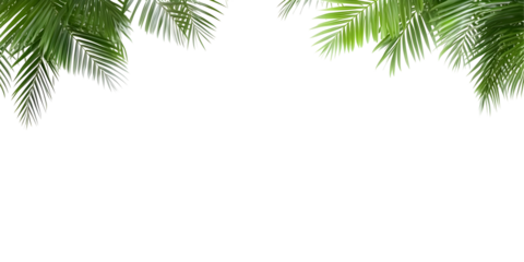 Isolated Green Palm Tree Leaves Tropical Foliage on Transparent Background