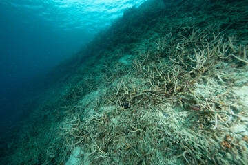 死んだサンゴ　小笠原
