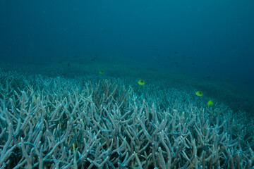エダサンゴ　小笠原