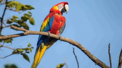 Vibrant Macaw Perched on Branch Against Blue Sky