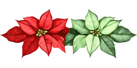 Obraz premium Isolated Transparent Background with Red and Green Poinsettia Flowers