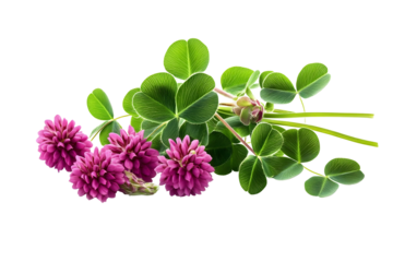Isolated Background of Pink Clover Flowers and Green Leaves on Transparent