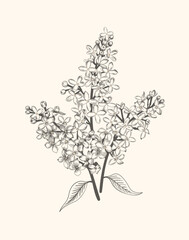 Lilac. Vintage poster with a bouquet of lilacs. Vector floral illustration. Blue color.